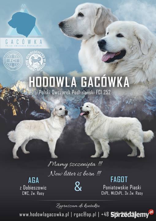 Szczenięta Owczarek Podhalański ZKwP