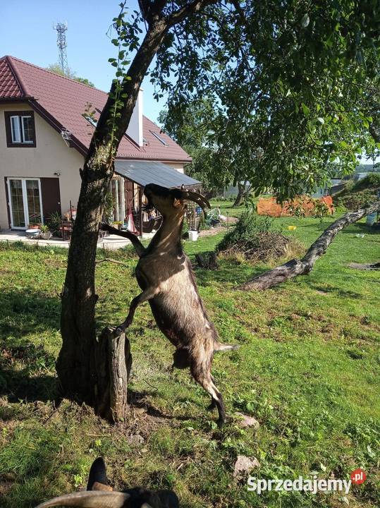 Koza mleczna z dwójką koźląt koźle Giżycko