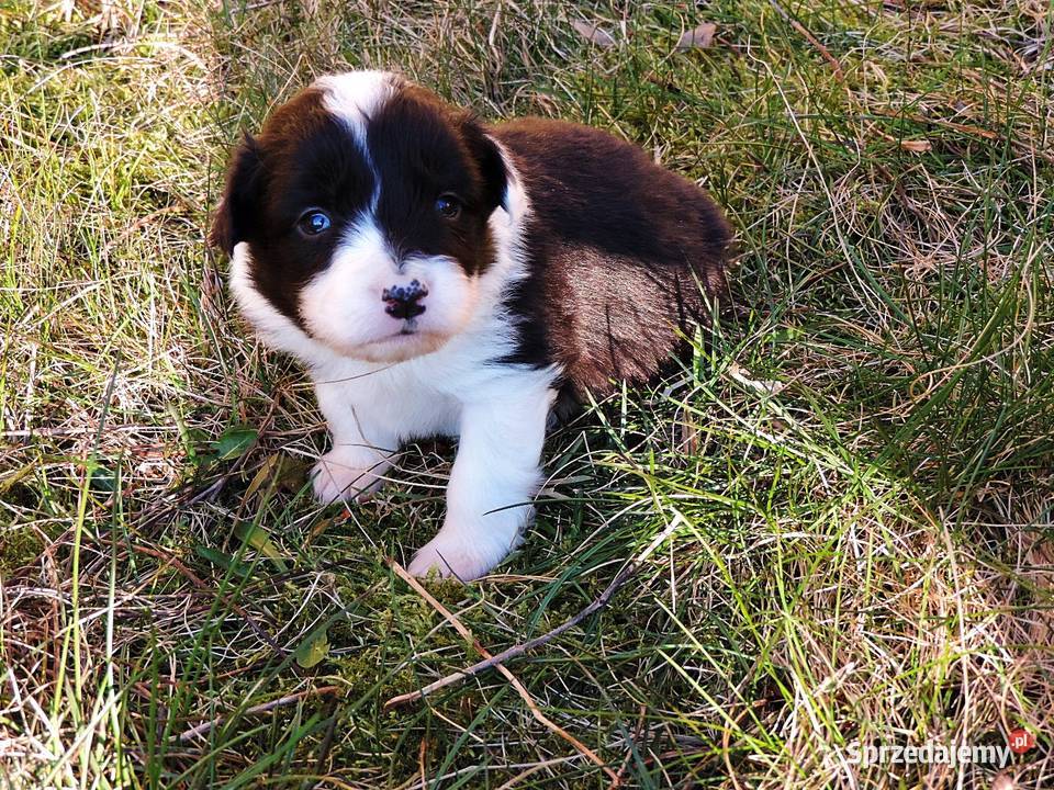 Border collie piękne mądre pieski i suczki Kołobrzeg