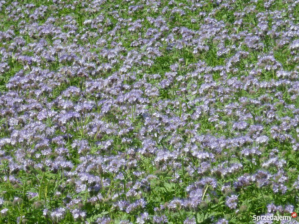 Facelia błękitna Natra Płocicz