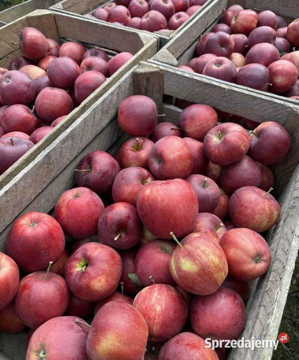 ŚWIEŻE JABŁKA PROSTO ROLNIKA Brzóza Królewska