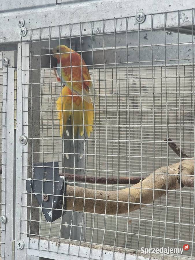 Łąkówka samiec Godów