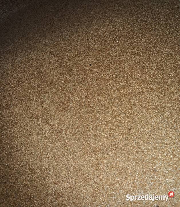 Sprzedam pszenżyto ozime Dmochy-Rogale