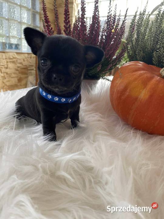 CHIHUAHUA DWIE PIĘKNE SUNIE I PIESEK mazowieckie Warszawa