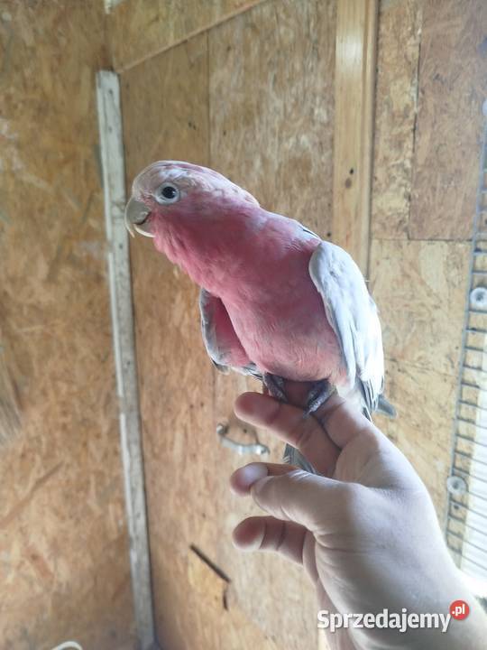 Kakadu różowy Ptaki sprzedam