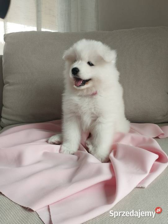 Samoyed rezerwacja szczeniąt ZKwP FCI Zmiana Cieszków sprzedam