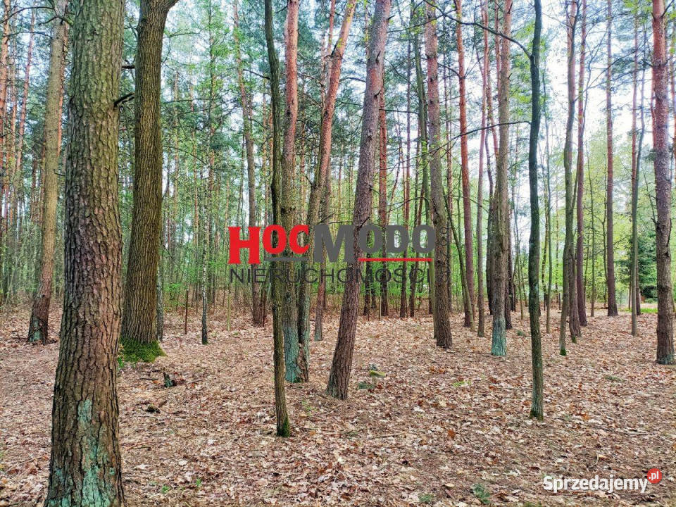 Działka budowlana wśród lasów w Karolinie mazowieckie Karolino