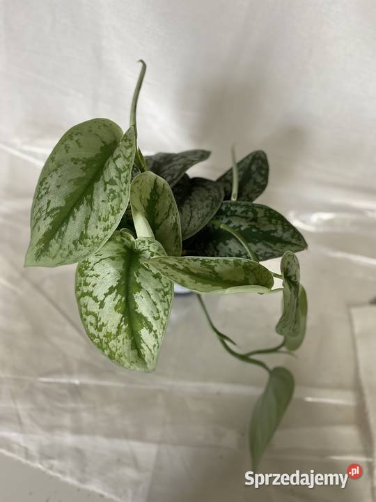 Scindapsus pictus 8 sztuk na sprzedaż Zielone Kraków