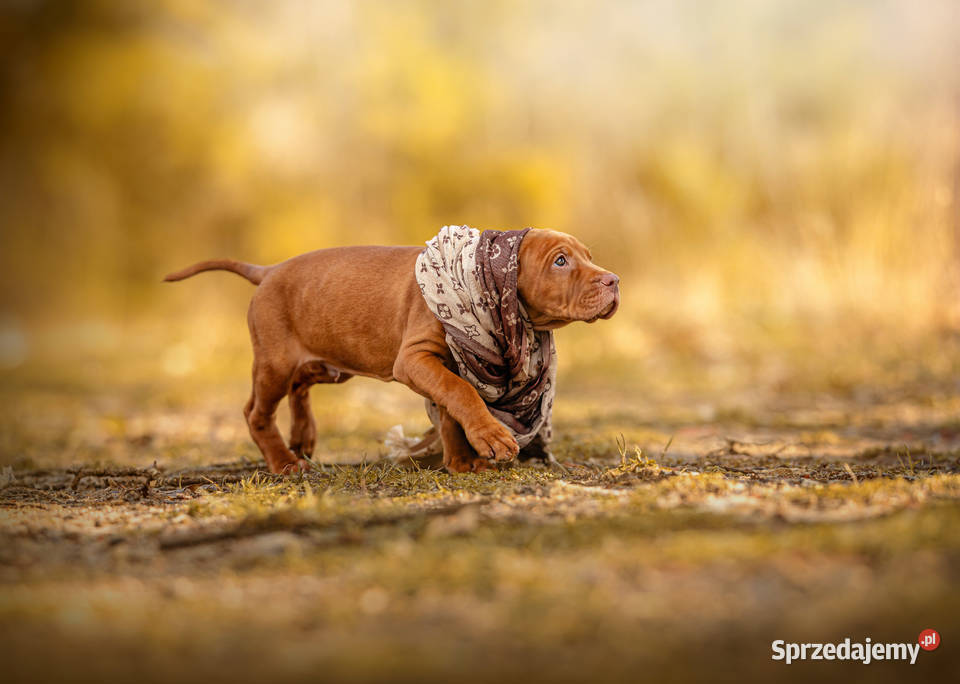 Szczenię Wyżeł Węgierski rodowód metryka ZKWPFCI pomorskie Gdańsk