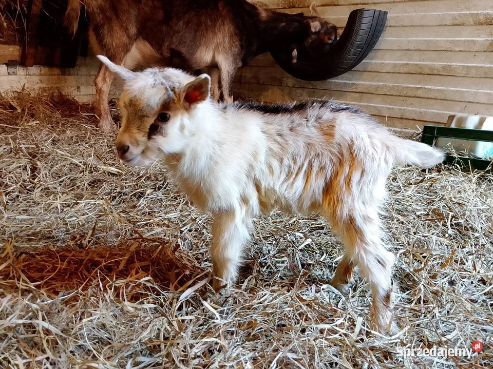 Sprzedam 3 kozy Sulechów