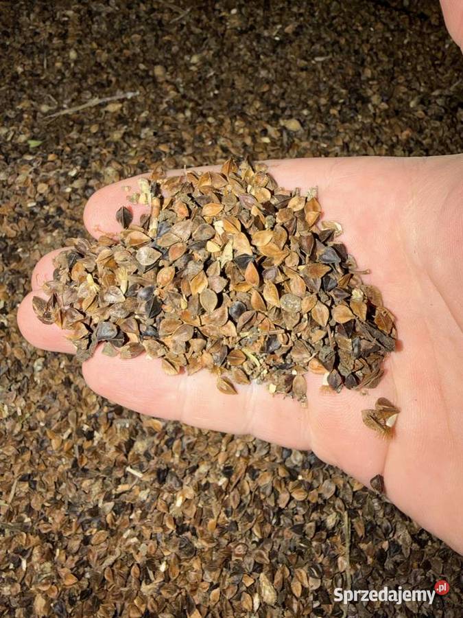 Gryka nasiona Krężna sprzedam