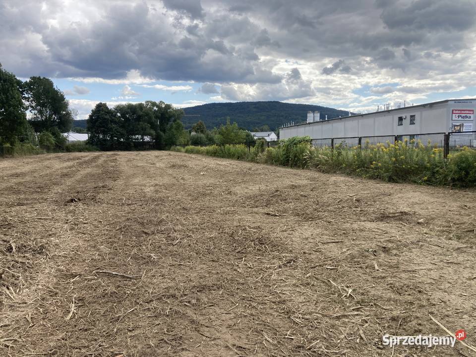 Wycinka drzew Sygneszów karczowanie działek Karczowanie i usuwanie drzew małopolskie