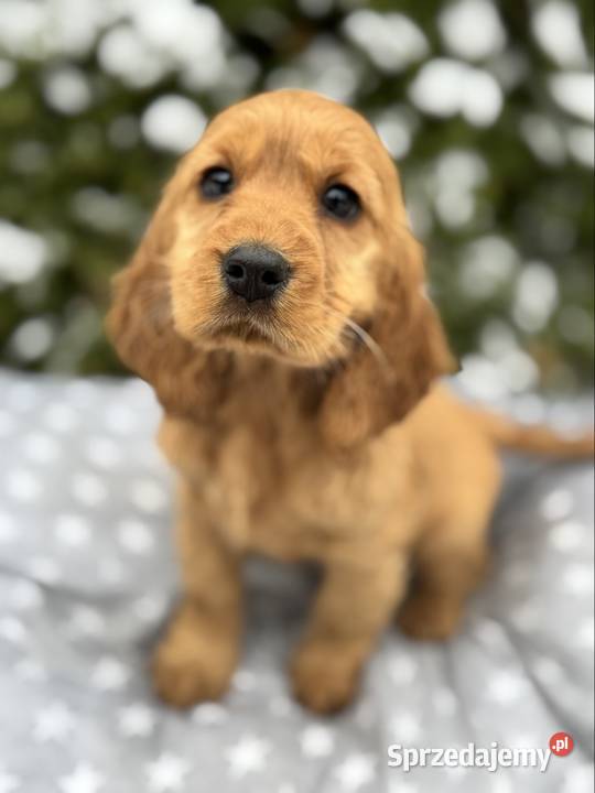 Cocker Spaniel Angielski piesek sunia z Kielce