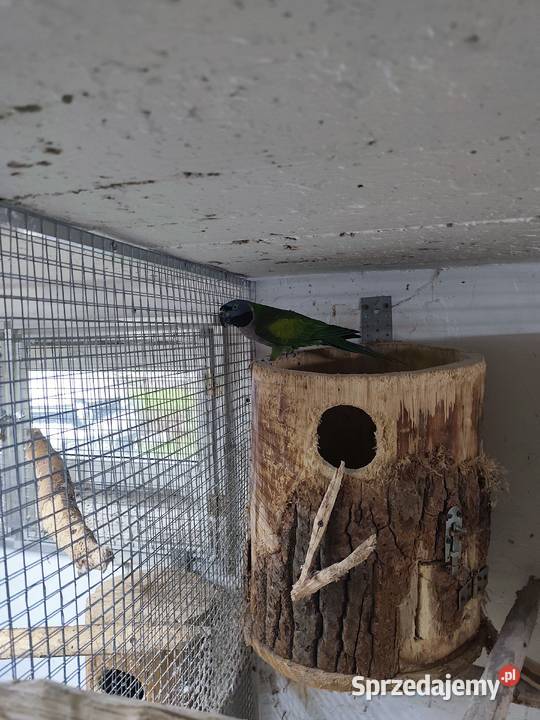 Akeksandretta chińska dorosła samica śląskie