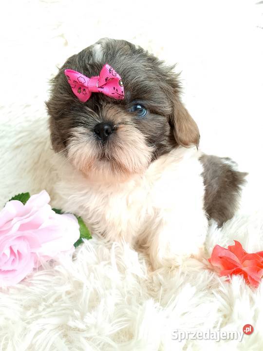 Gotowa do odbioru suczka rasy ShihTzu sprzedam