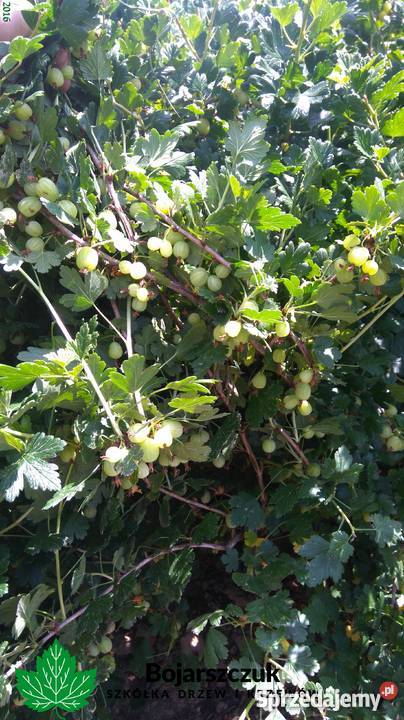 Sadzonki agrestu Mucurines Kamieniar Puszkińskij Stary Pożóg sprzedam