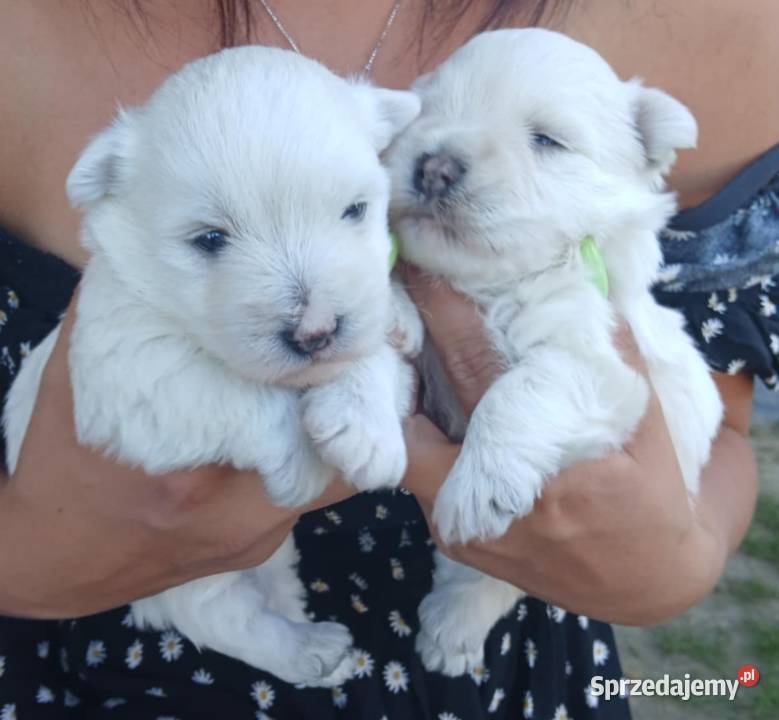 west highland white terrier szczeniak West Highland White Terrier Dębica sprzedam