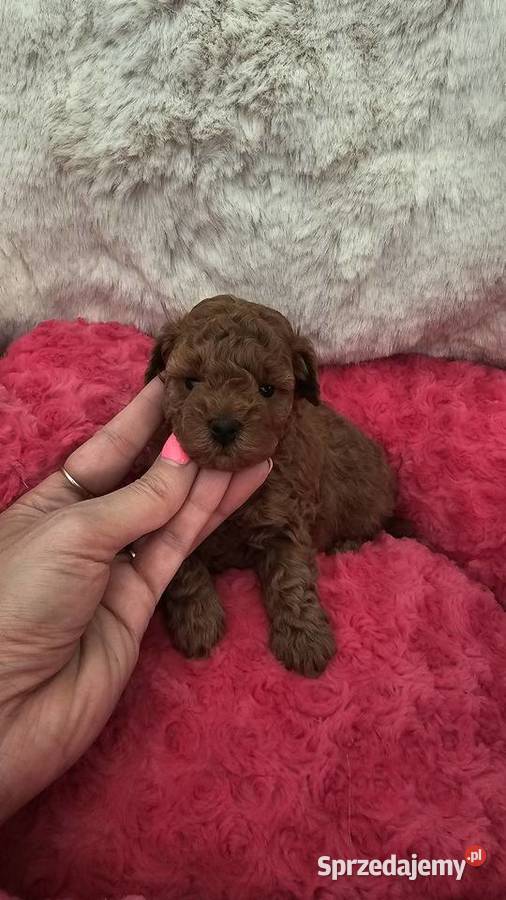 Pudel ToyMiniatura pakiet badań genetycznych Sędziejowice