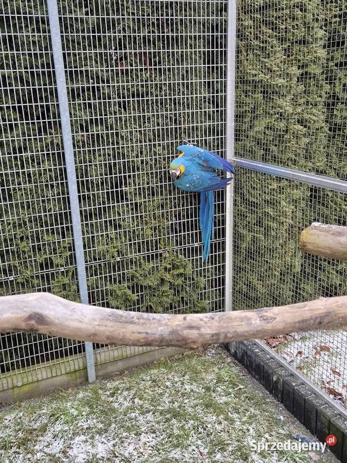 Ara Ararauna wielkopolskie Rakoniewice