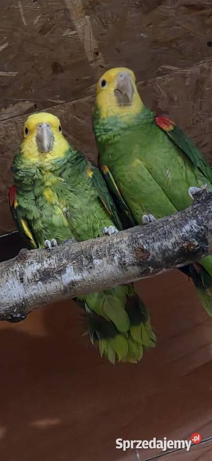 Sprzedam Amazonki Oratriksy małopolskie Zakopane sprzedam