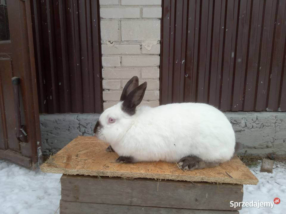 Króliki kalifornijskie czarne