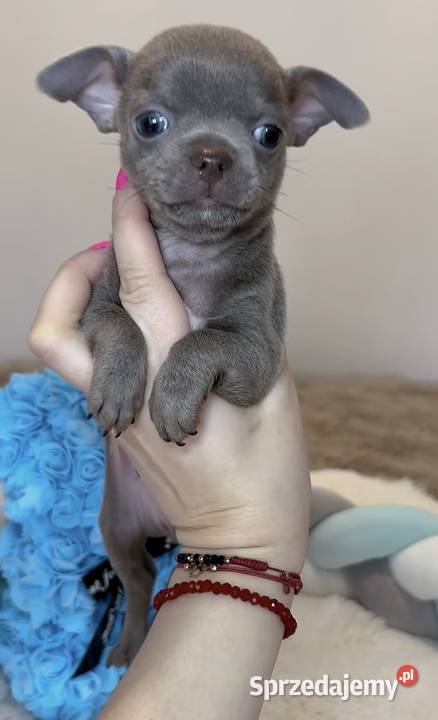 Chihuahua mini piesek krótkowłosy liliowy mini Bełchatów