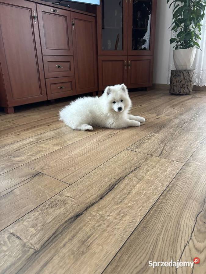 Szczenięta Samoyed łódzkie Pabianice