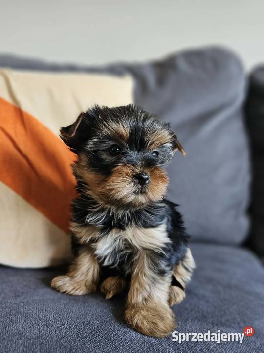 Suczka Yorkshireterrier Malutka Gotowa do zmiany Częstochowa sprzedam