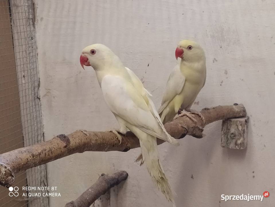 Oswojone aleksandretty Warszowice sprzedam