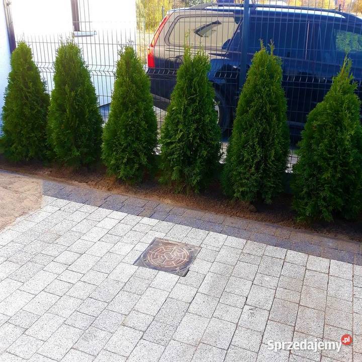 Tuje szmaragd wielkopolskie Skórzewo sprzedam
