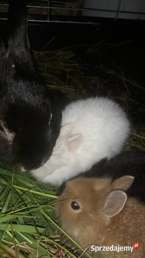 Kroliki teddy Szczucin