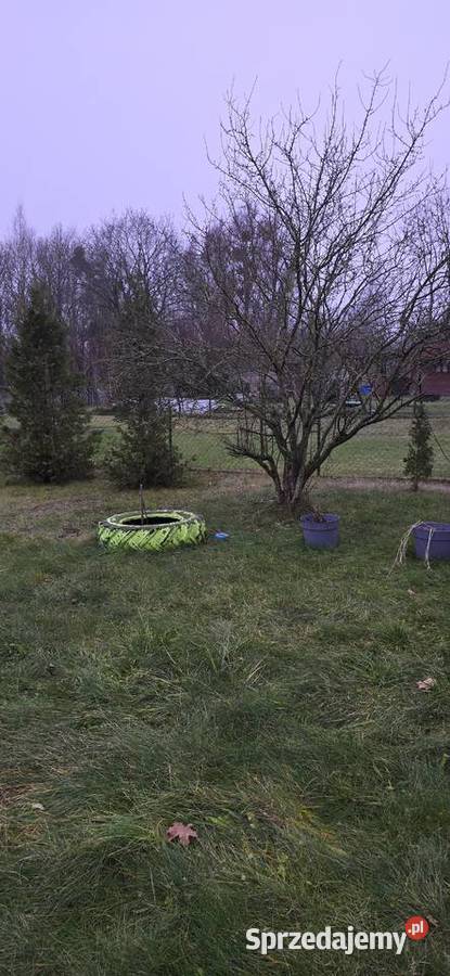 Działka ROD Tulipan Orzysz