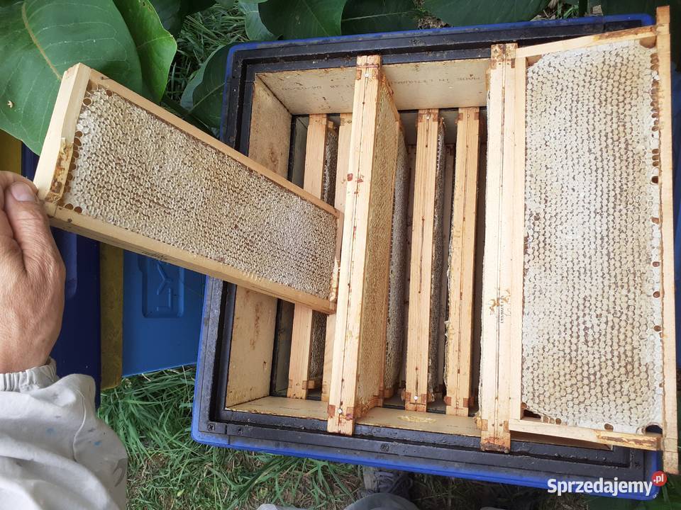 Plaster miodu Miód w plastrach Miód żywyj Ramka Warszawa sprzedam
