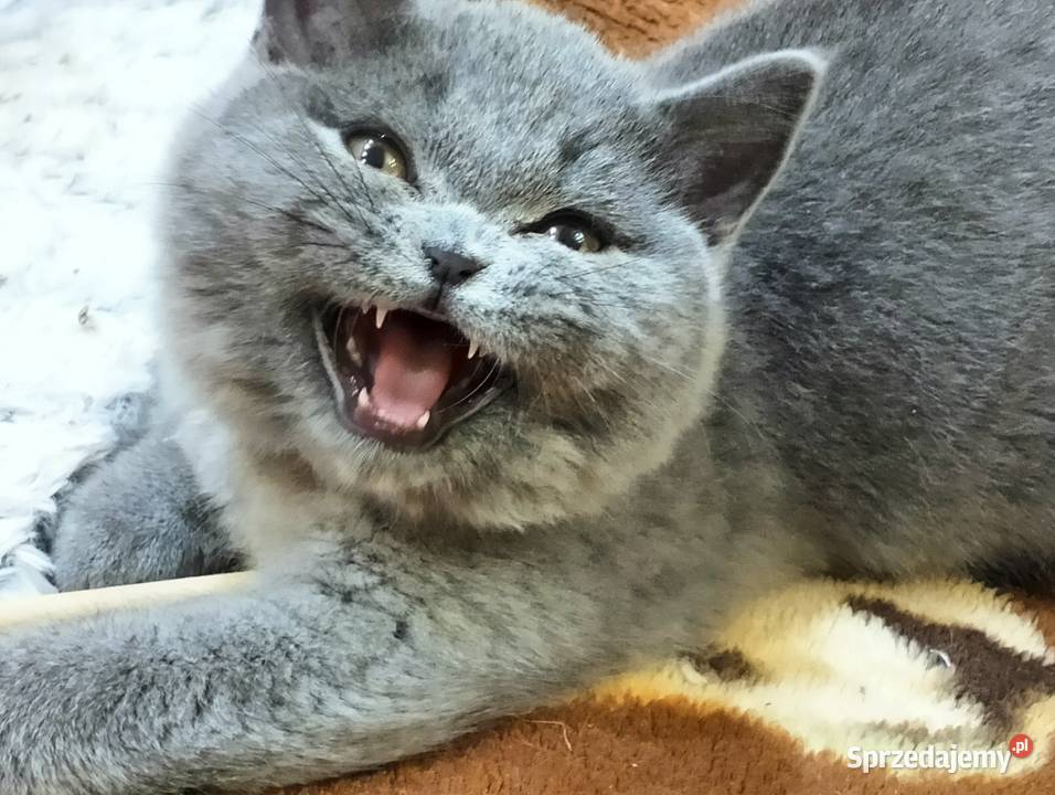 Śliczna koteczka juz do odbioru Rodowód Łódź