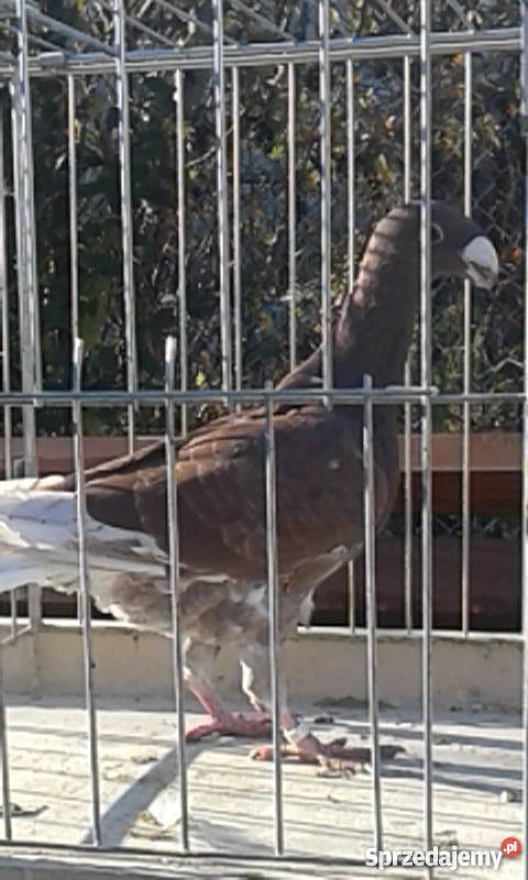 Sprzedam młode gołębie Niemieckie Wystawowe dolnośląskie Wrocław