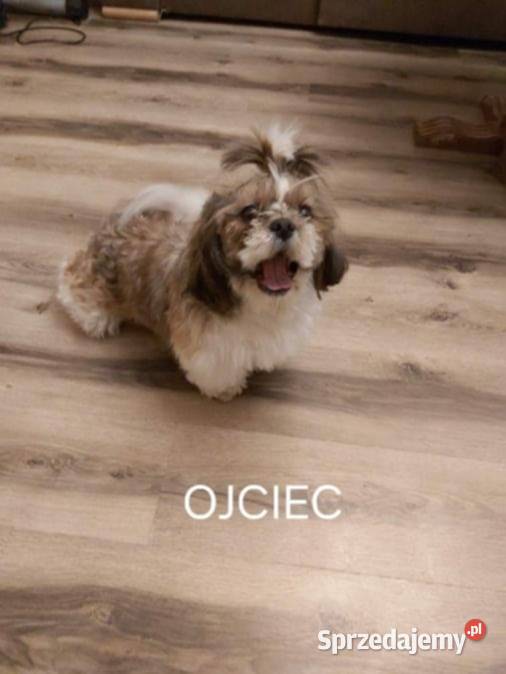 Szczeniak Shih Tzu Piesek
