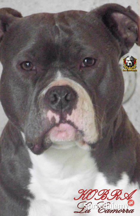American Staffordshire Terrier Blue Amstaff Amstaff opolskie Paczków