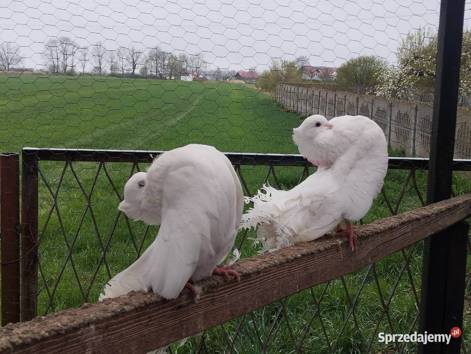 PAWIKI INDYJSKIE pulsujące para Głogów