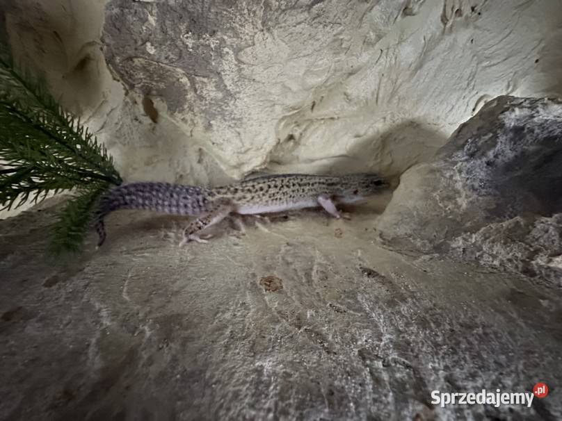 Sprzedam gekona lamparciego z terrarium Myszków sprzedam