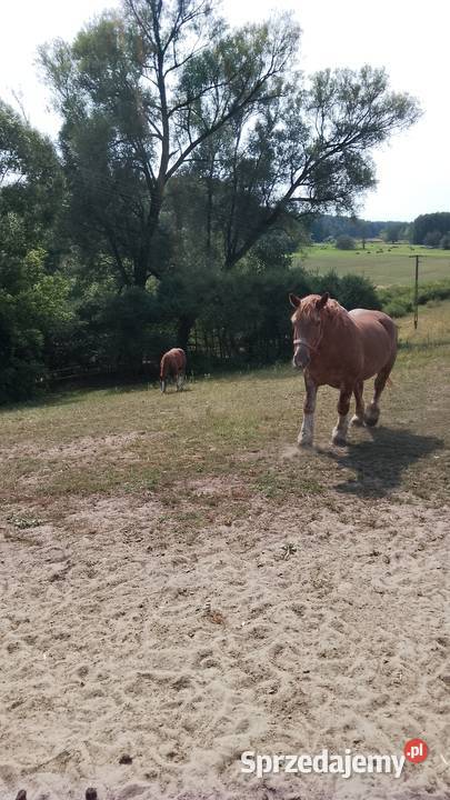 Sprzedam klacz zimnokwista zrebna że źrebakiem Gąbin sprzedam