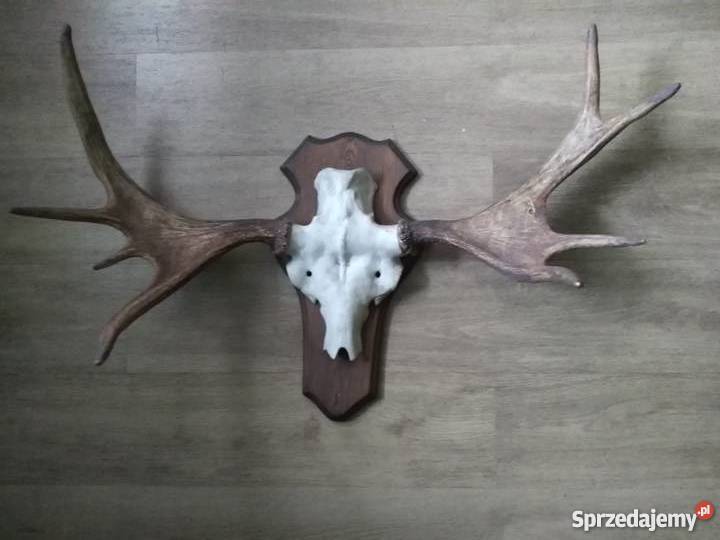 Rogi Poroże Łosia inny kolor