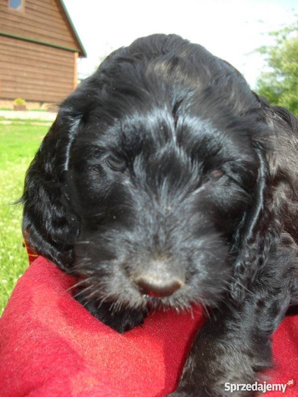 Coocapoo hybryda szczenieta z wlosem Cocker Spaniel Augustów