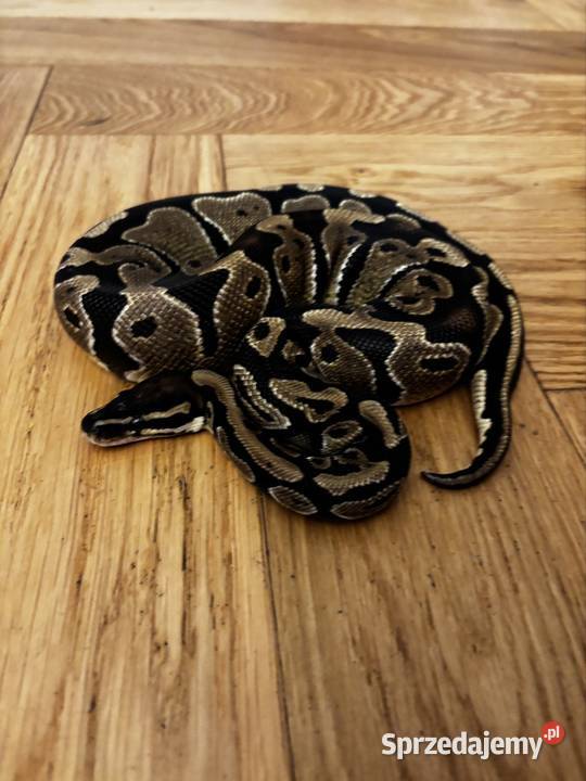 Pyton królewski z terrarium mazowieckie Zagościniec