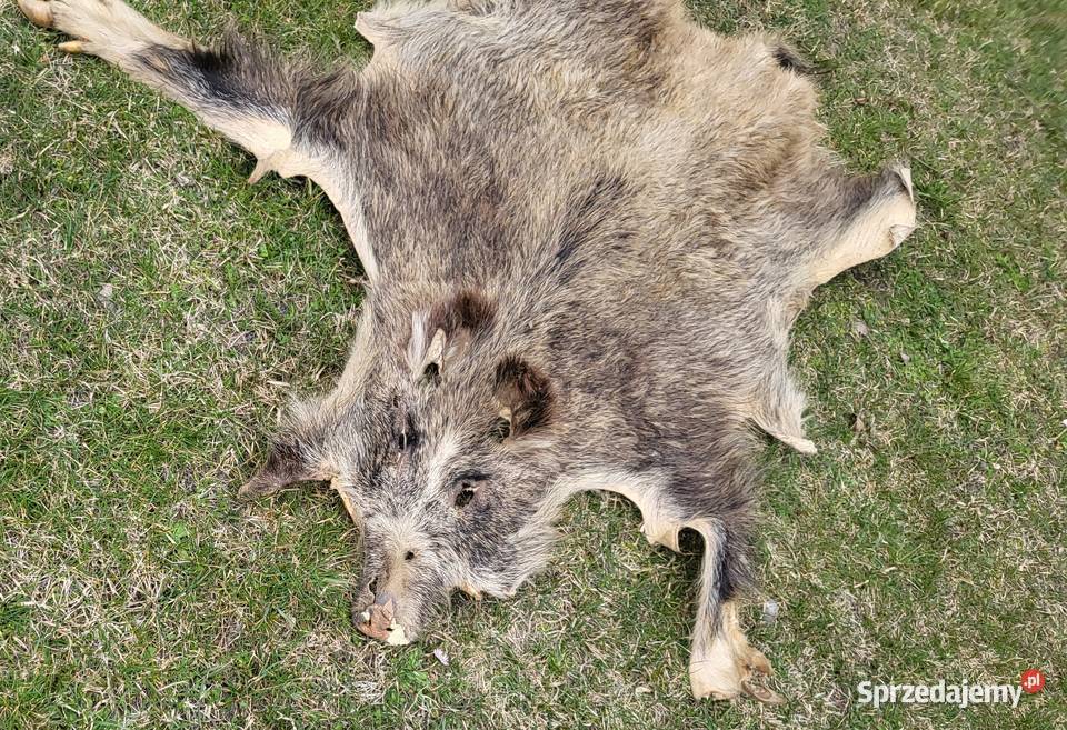 Wyprawiona skóra z dzika 130 x 80 lubelskie Włodawa