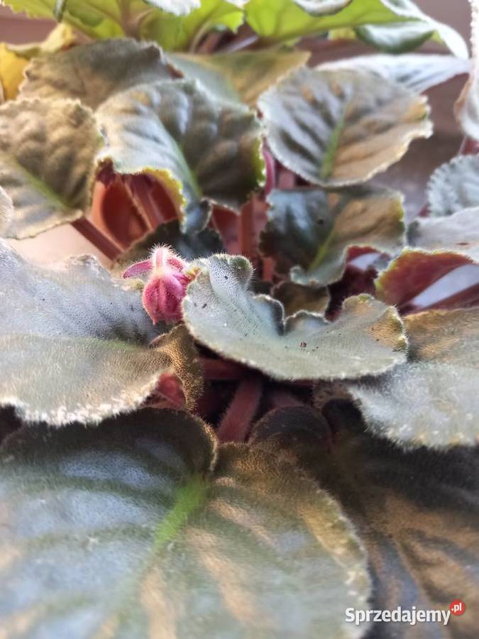 Fiołki kolekcjonerskie różne kolory Sosnowiec