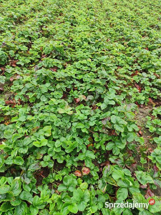 Sadzonki truskawek Miechucino sprzedam