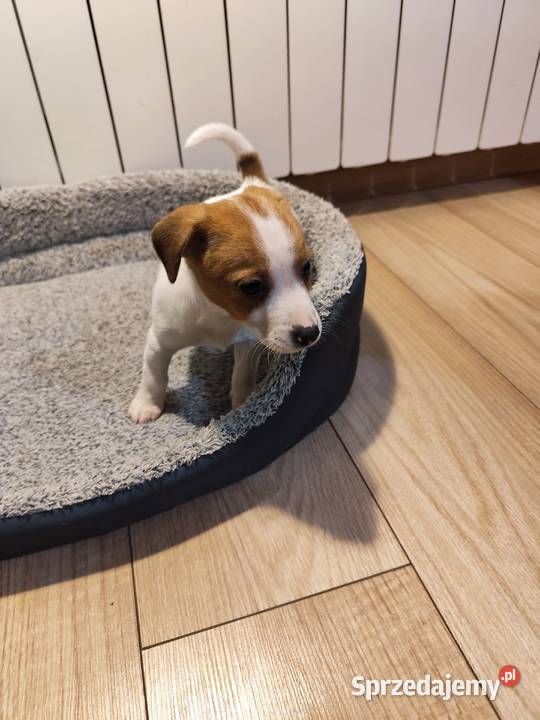 Jack Russell terrier łódzkie Piątek