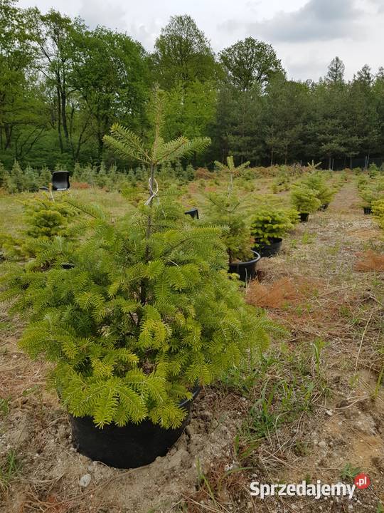 choinki świerki jodły kalifornijskie szlachetne Turawa