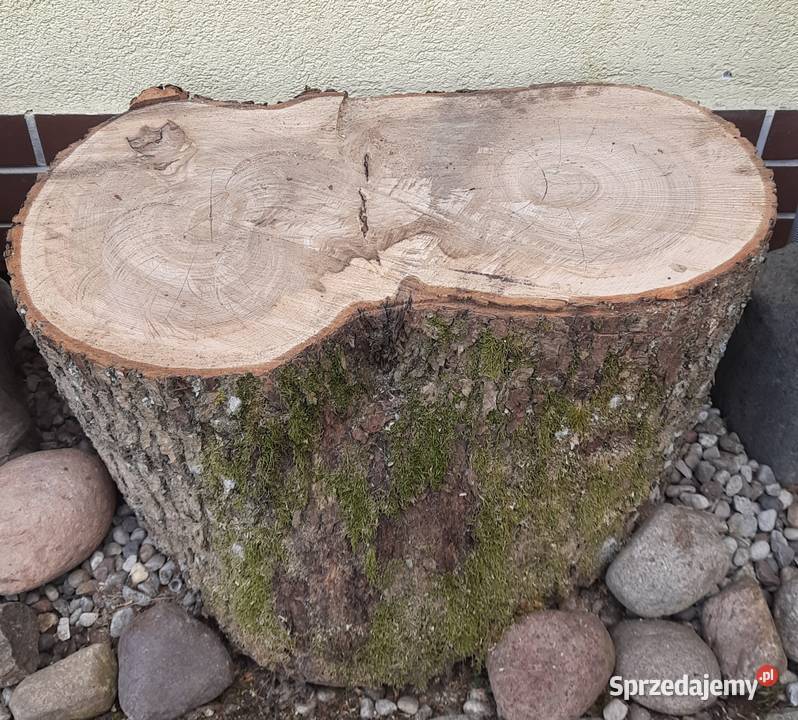 Jesion siedzisko solidny kawał drewna 63 X 30 Morąg
