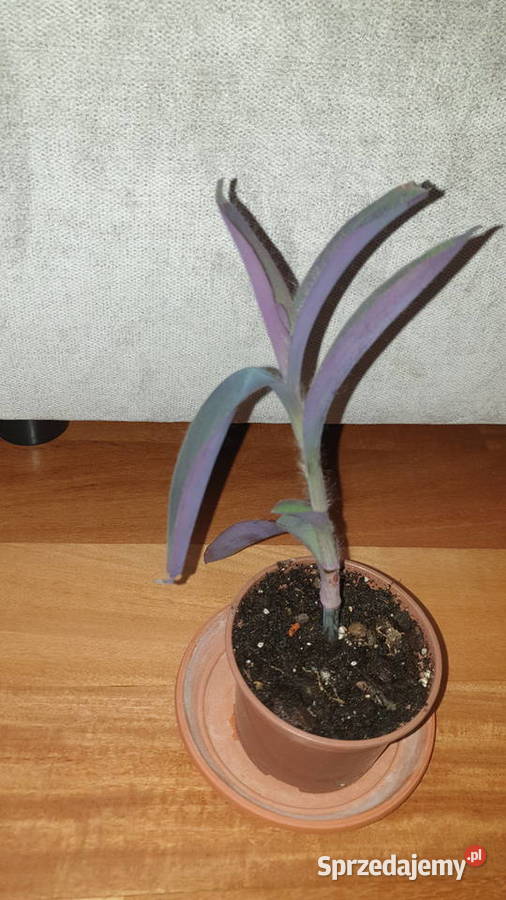 Setkrezja purpurowa trzykrotka do domu i na Warszawa